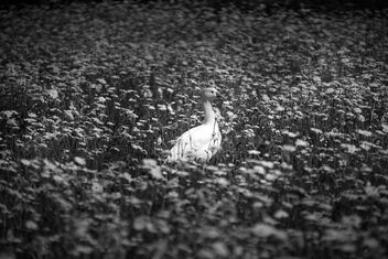 Free duck in free daisies field - image gratuit #481415 