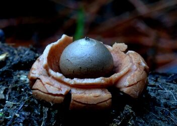 Earth star. - Kostenloses image #481445