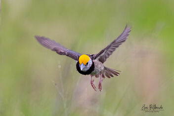 A Black Breasted Weaver in Flight - image gratuit #481505 
