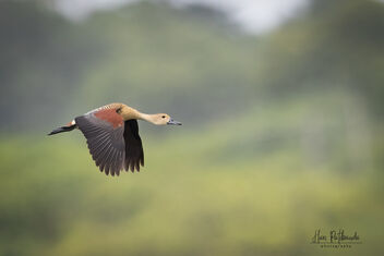 A Lesser Whistling Duck in Flight - image #481605 gratis