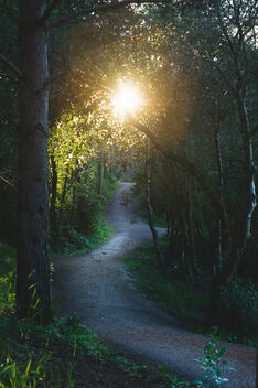 Forest Path 7 - image gratuit #481615 