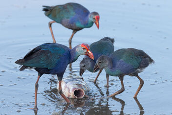 A Family of Grey Headed Swamphen looking to feast on a big fish - image gratuit #481645 