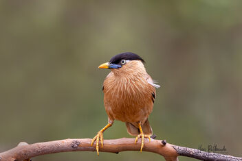 A Brahminy Starling watching his mates - image gratuit #481855 