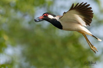 A Red Wattled Lapwing trying to scare me away - бесплатный image #481885