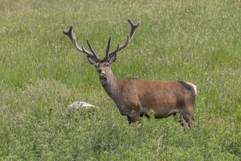 Red Deer Stag - image gratuit #482035 