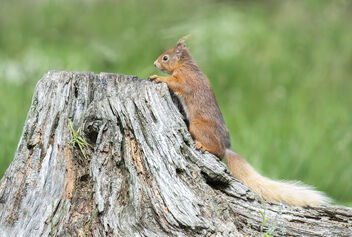 Inquisitive Red Squirrel - image gratuit #482075 