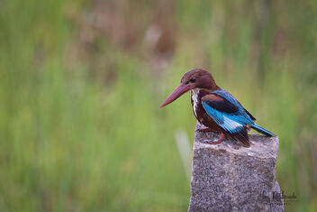 A White-Throated Kingfisher patiently waiting for prey - image gratuit #482275 