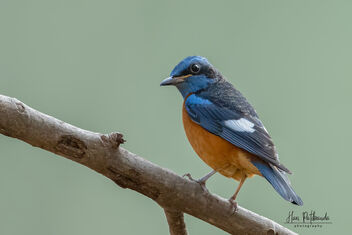 A Blue-Capped Rock Thrush getting ready for the day - Free image #482495