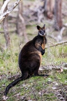 Swamp Wallaby - Kostenloses image #482525