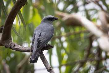 A Large Cuckooshrike Surveying the area for food - Kostenloses image #482975
