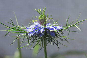 Love-in-a-mist - Free image #482985