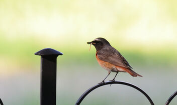 Redstart with some food - image gratuit #483025 
