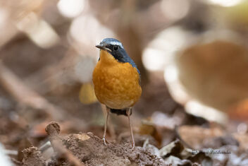 A Rare Indian Blue Robin foraging on the wet ground for insects - image gratuit #483085 