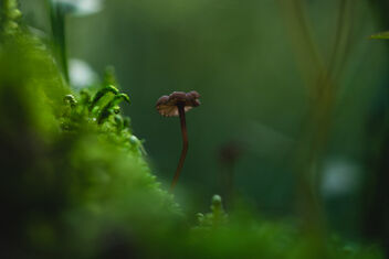 Small Fungi 10 - Free image #483105