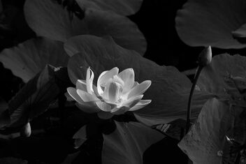 Lotus - image gratuit #483185 