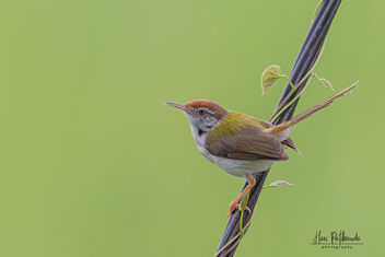 A Common Tailorbird foraging - Kostenloses image #483195