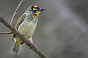 A Coppersmith Barbet in the canopy of a Banyan Tree - Free image #483235