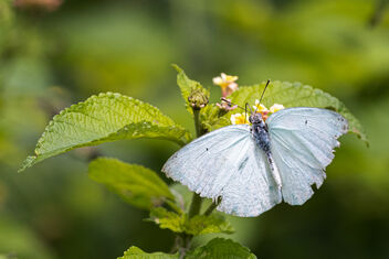 A Mottled Emigrant Butterfly on a flower - бесплатный image #483255