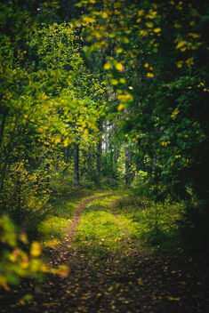 Forest Path 8 - image gratuit #483285 