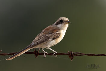 A Juvenile Bay Backed Shrike foraging - бесплатный image #483335