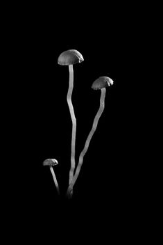 Tiny Fungi 2 - image gratuit #483365 