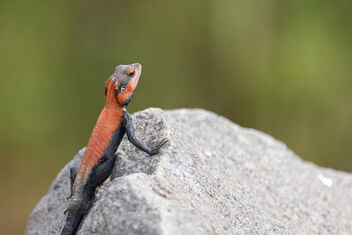 An Indian Rock Agama sunbathing in the morning - Free image #483575