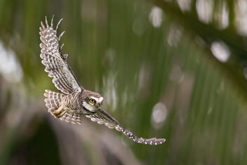 A Spotted Owlet Jr. taking flight - image #483645 gratis
