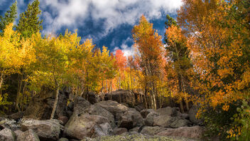 Aspens Hinting Fall is Around the Corner - Kostenloses image #484085