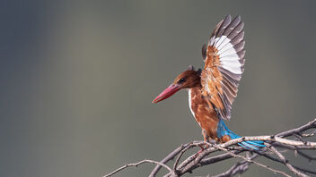 A White Throated Kingfisher in Territorial Display - бесплатный image #484125