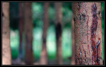 Forest! (Velvia slide style) - бесплатный image #484175