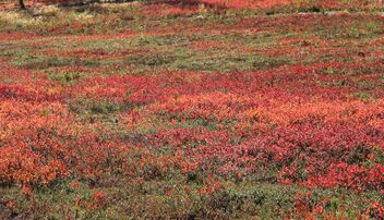 Ground fall colors - image gratuit #484325 