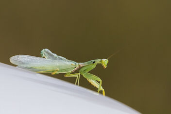 A Praying Mantis as a live mascot on my vehicle hood! - image gratuit #484405 