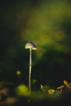 [Small Fungi 19] - Kostenloses image #484595