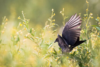 A Black Drongo checking out a Pulses crop for insects - image gratuit #484615 
