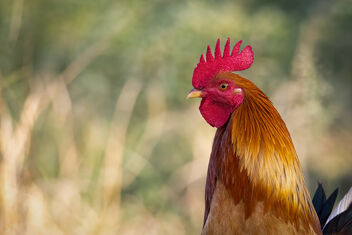 A Countryside Hen sighted near some farms - Free image #484655