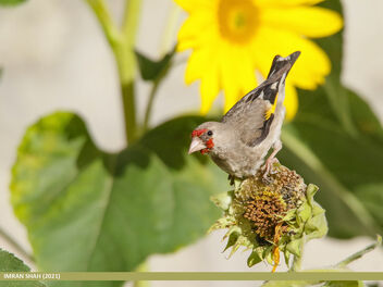 European Goldfinch (Carduelis carduelis) - image gratuit #484695 