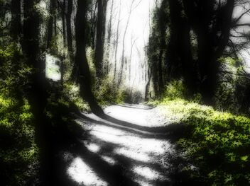 A Forest - image gratuit #485035 