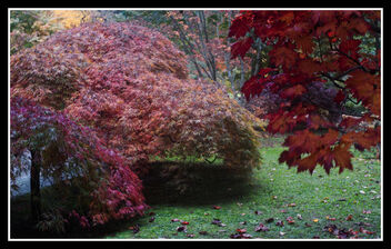 Autumn leaves (Villa Taranto) - image #485095 gratis