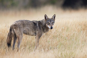 A Rare Sighting of the Indian Grey Wolf - бесплатный image #485125