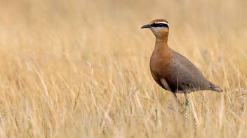 An Indian Courser in the Grasslands - Free image #485175