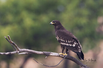 A Greater Spotted Eagle Surveying the area in the morning - image #485195 gratis