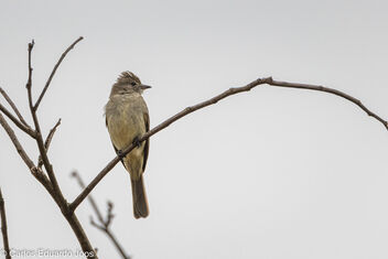 Tropical Pewee - Kostenloses image #485255