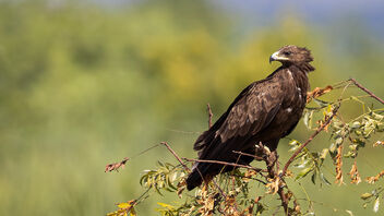 A Greater Spotted Eagle on the edge of a lake.... - бесплатный image #485295