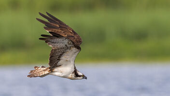 An Osprey flying off for the day - image gratuit #485325 