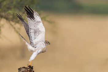 A Pallid Harrier male taking flight - image #485355 gratis