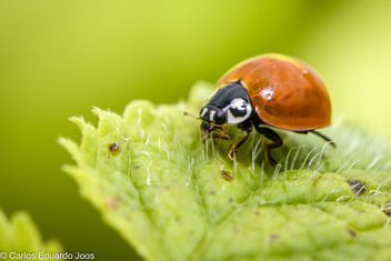 Ladybug - image gratuit #485385 