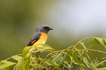 A Small Minivet hunting for prey among the trees - Kostenloses image #485425
