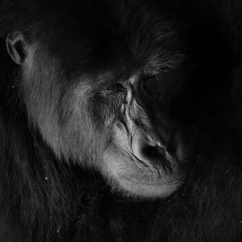 Mountain Gorilla Snooze - image gratuit #485615 