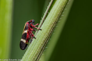 Red Leafhopper - image gratuit #485815 