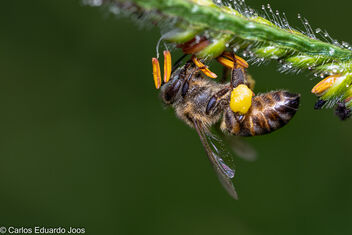 Bee close up - image gratuit #485865 